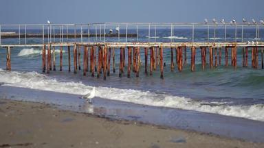 海海岸阳光明媚的天气海鸥坐着码头